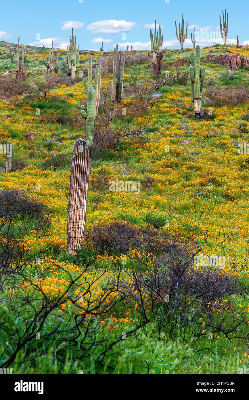 Saguaro Kakteen und kalifornische Mohnblumen im Arizona Spring. Blooming Desert. Mehrere Saguaros auf einem Wüstenfeld mit Wildblumen im Frühling. Stockfoto
