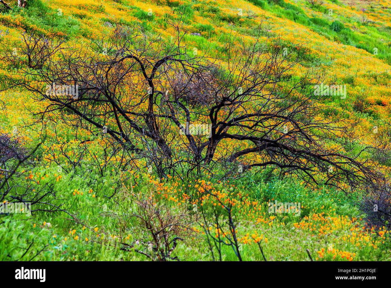 Burnt Tree umgeben von kalifornischen Mohnblumen. Wildblumen nach einem Wildfeuer. Orangefarbene kalifornische Mohnblumen in Blüte umgeben einen verkohlten Baum. Stockfoto