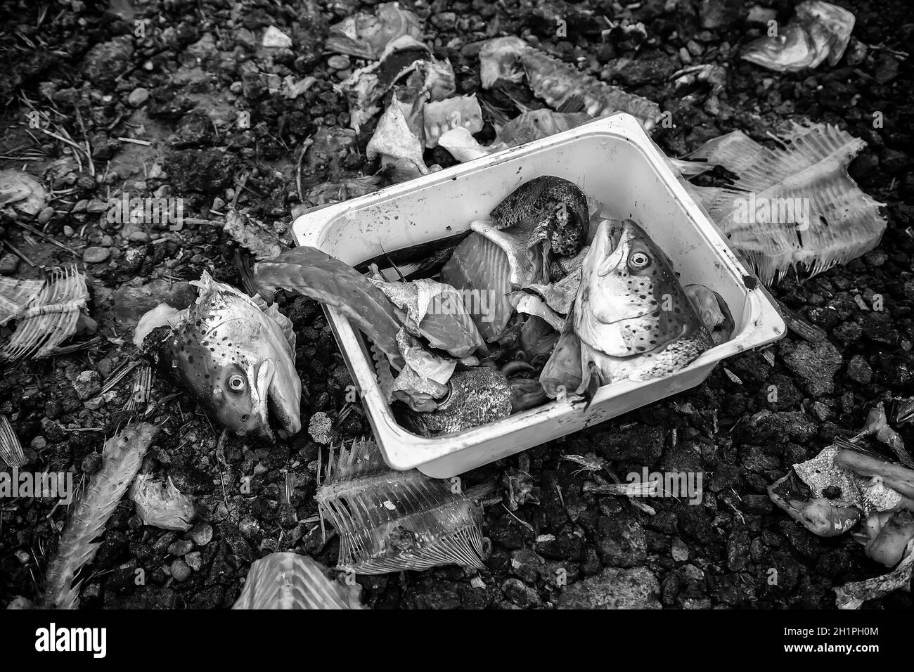 Detail von Fischknochen in schlechtem Zustand Stockfoto