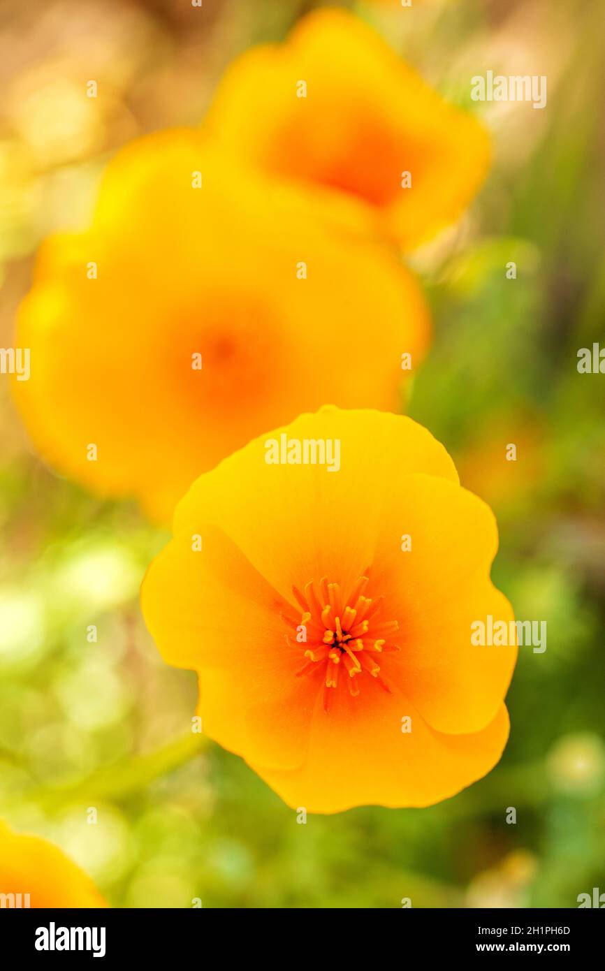 Gelber orangefarbener kalifornischer Mohn von oben Makro-Nahaufnahme des kalifornischen Mohn-Details. Helle Blume in voller Blüte, hinterleuchtet mit unscharfem Hintergrund. Stockfoto