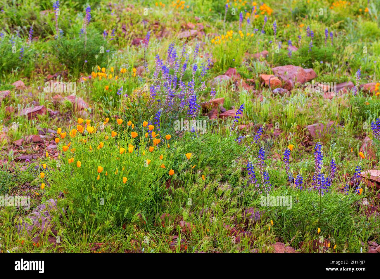 Orange kalifornische Mohnblumen und violette Lupinen in Blüte. Am Berg blühendes Wildblumenfeld im Frühling in der Arizona Sonoran Desert. Stockfoto