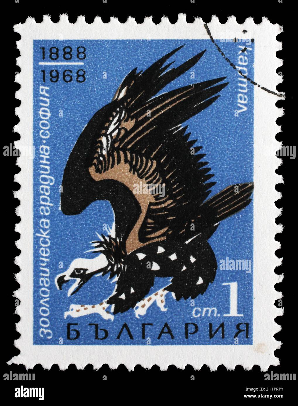 Die in Bulgarien gedruckte Briefmarke zeigt den Geier (Aegypius monachus), 80 Jahre Zoo von Sofia, um 1968. Stockfoto