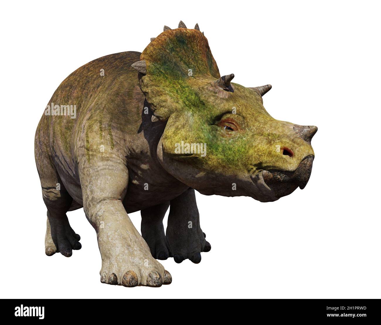 Junge Triceratops horridus, Dinosaurier isoliert auf weißem Hintergrund Stockfoto