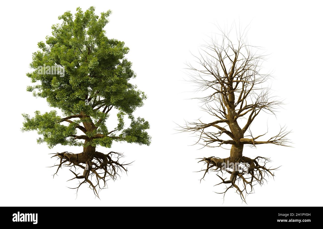 Baum im Winter und Sommer mit Wurzeln isoliert auf weißem Hintergrund Stockfoto