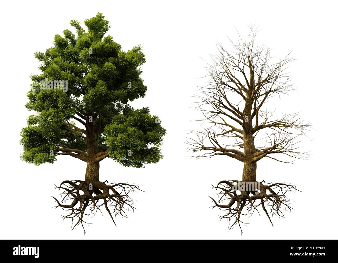 Baum im Winter und Sommer mit Wurzeln isoliert auf weißem Hintergrund Stockfoto