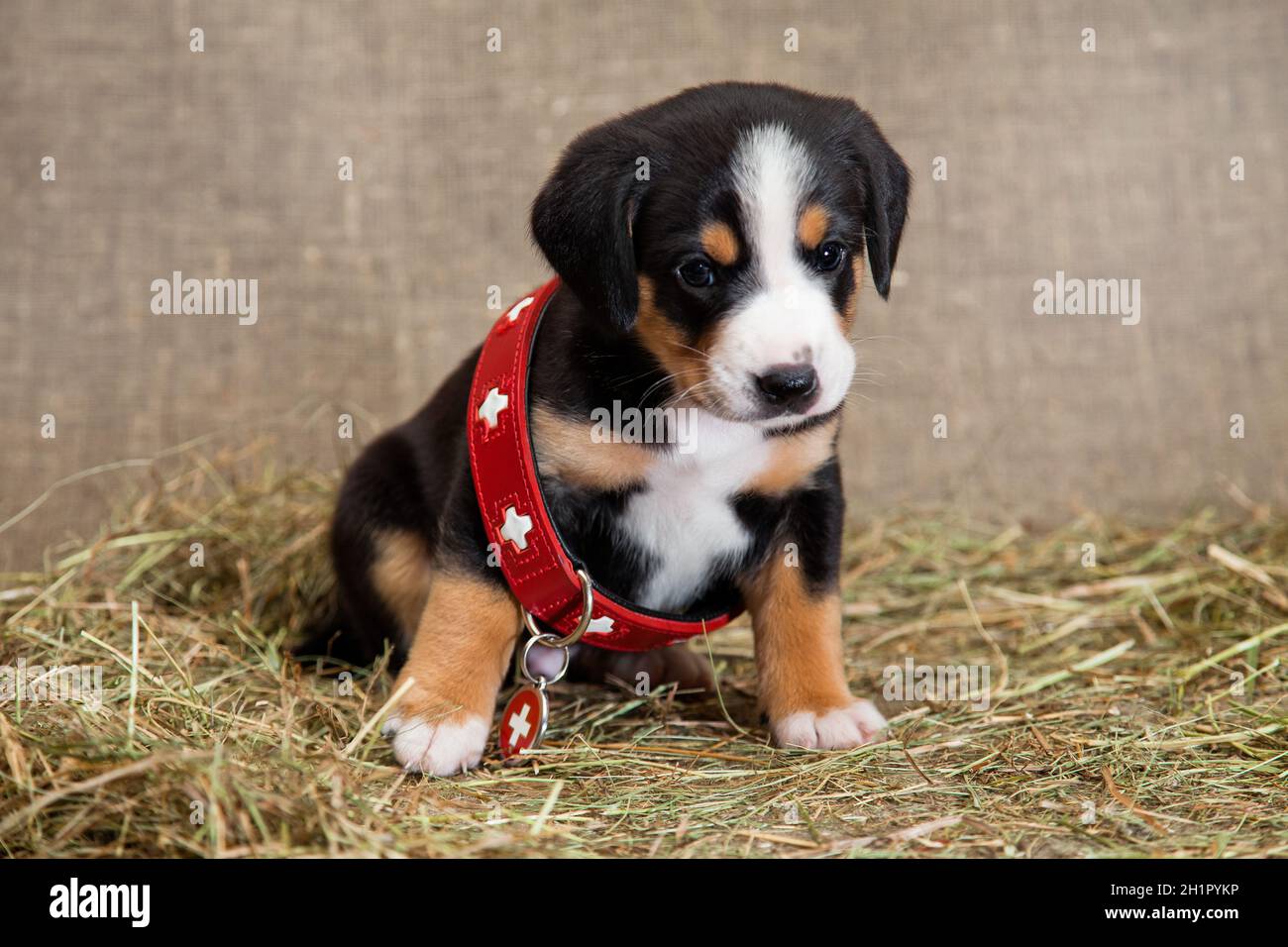 Ein schwarz-rot-brauner und weißreihiger Welpe der Schweizer Entlebucher Sennenhund sitzt in einem roten Halsband eines Rettungshundes, der für ihn groß ist, auf einem Stockfoto