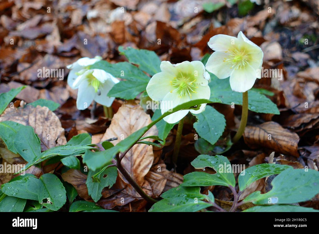 Christrose Weihnachtne Stockfotos und -bilder Kaufen - Alamy