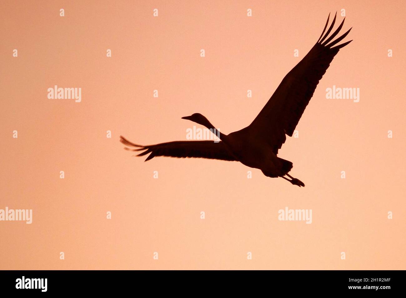 Silhouette eines gewöhnlichen Kranichs (Eurasischer Kranich), der bei Sonnenaufgang über dem Hula Valley fliegt Stockfoto