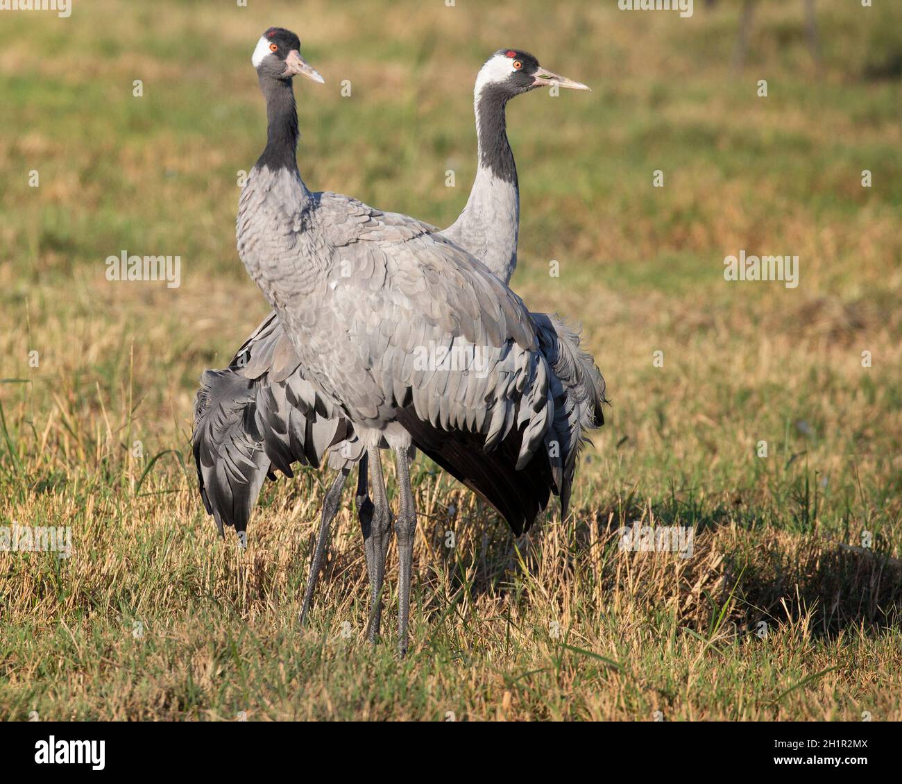 Gewöhnliche Kraniche (Eurasische Kraniche) Paar ausgewachsene Vögel, die auf dem Feld stehen, Agamon Hula Nature Reserve, Israel. Grus grus Stockfoto