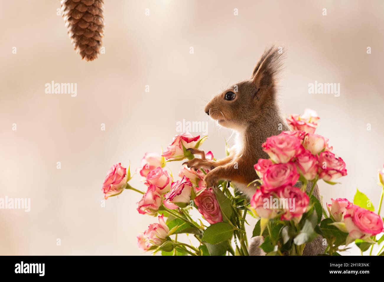 Rotes Eichhörnchen, das zwischen Rosen steht Stockfoto