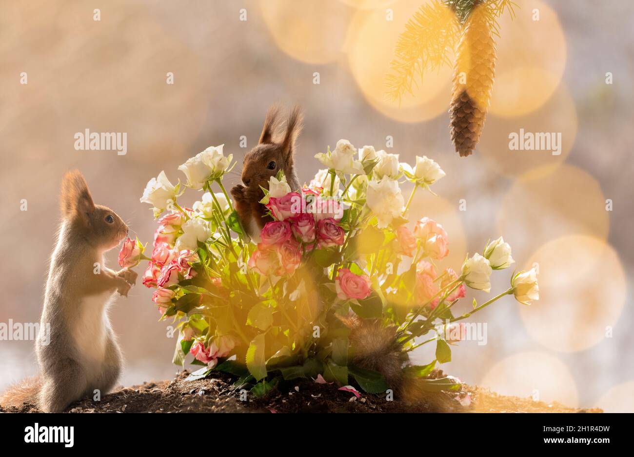 Rote Eichhörnchen stehen zwischen Rosen Stockfoto