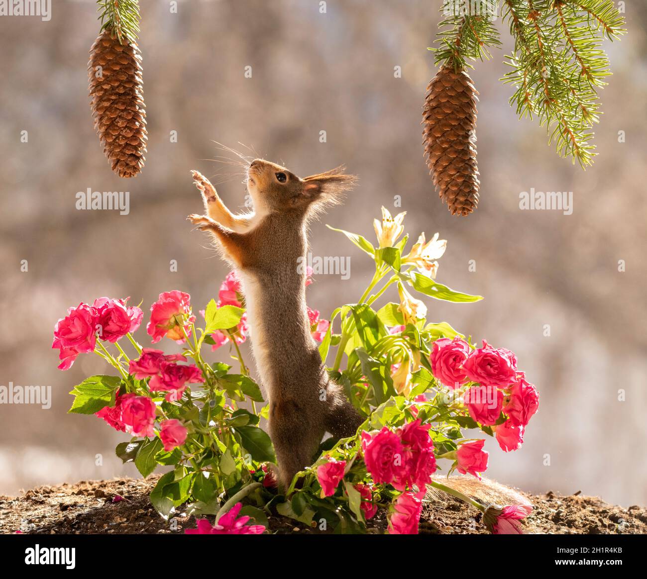 Rotes Eichhörnchen, das zwischen Rosen steht und sich nach oben streckt Stockfoto