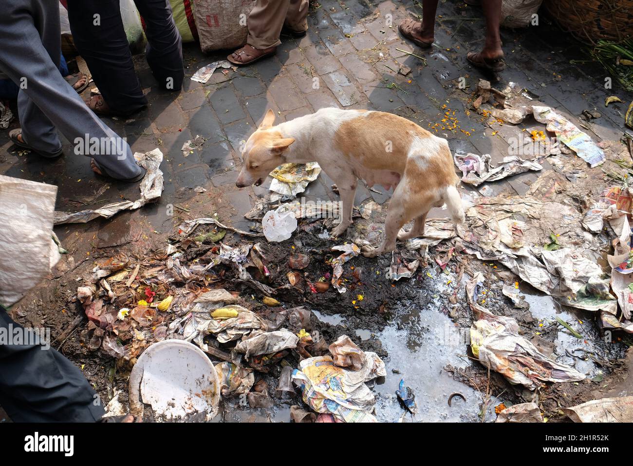 Straßen von Kalkutta. Hund im Müllhaufen in Kalkutta, Indien Stockfoto