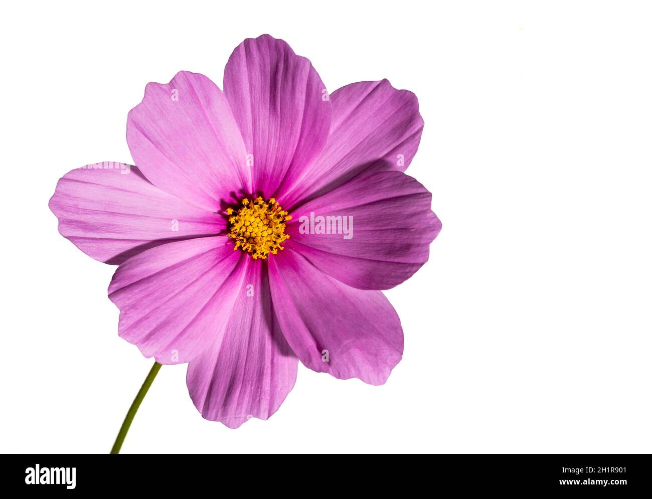 Rosafarbene Kosmosblume (Cosmos bipinnatus) isoliert auf weißem Hintergrund Stockfoto
