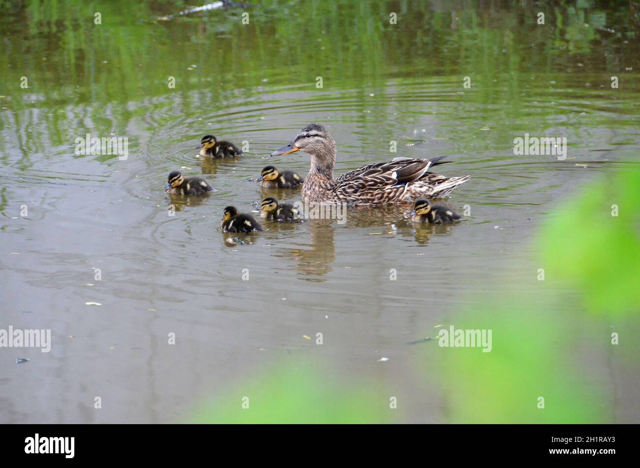 Enten an einem See im Salzkammergut, Oberösterreich, Österreich, Europa - Enten an einem See im Salzkammergut, Oberösterreich, Österreich, Europa Stockfoto