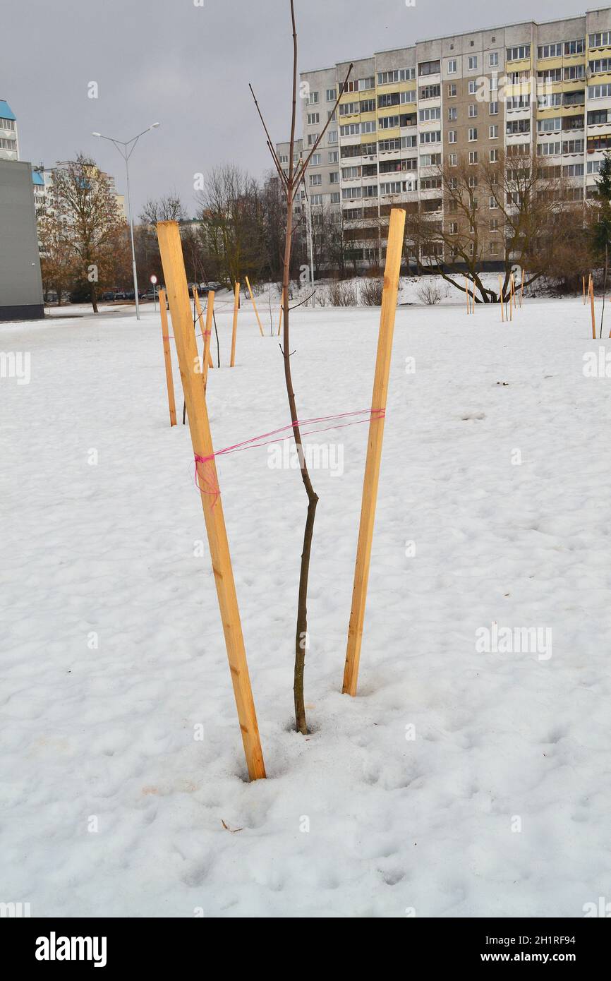 Junger Baum in einer Stadt gebunden. Neu gepflanzte Bäume, mit Requisiten oder Pfählen zur Unterstützung. Stockfoto