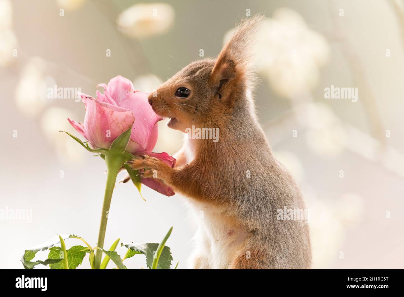 Rotes Eichhörnchen mit einer rosa Rose Stockfoto