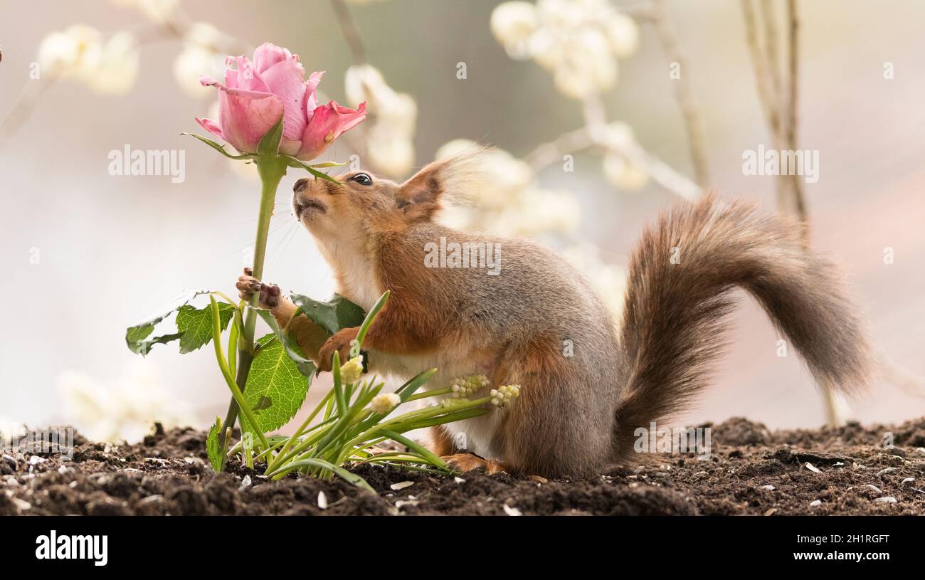 Eichhörnchen; rotes Eichhörnchen; Sciurus vulgaris; Eurasisches rotes Eichhörnchen; Tier; Zweig - Pflanzenteil; Blume; Rosaceae; Rosenfamilie; Rose; Mehrjährige Pflanze; fl Stockfoto