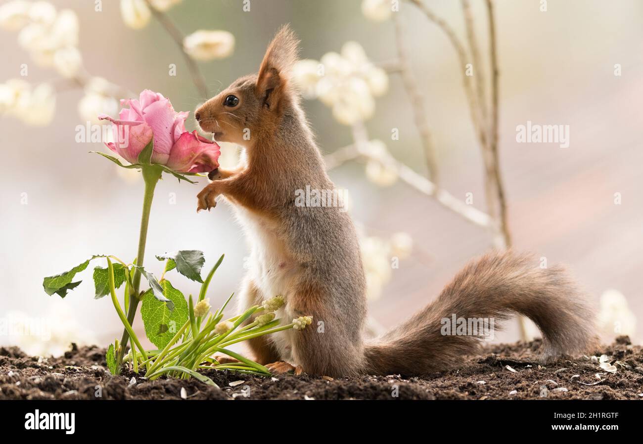 Rotes Eichhörnchen mit einer rosa Rose Stockfoto