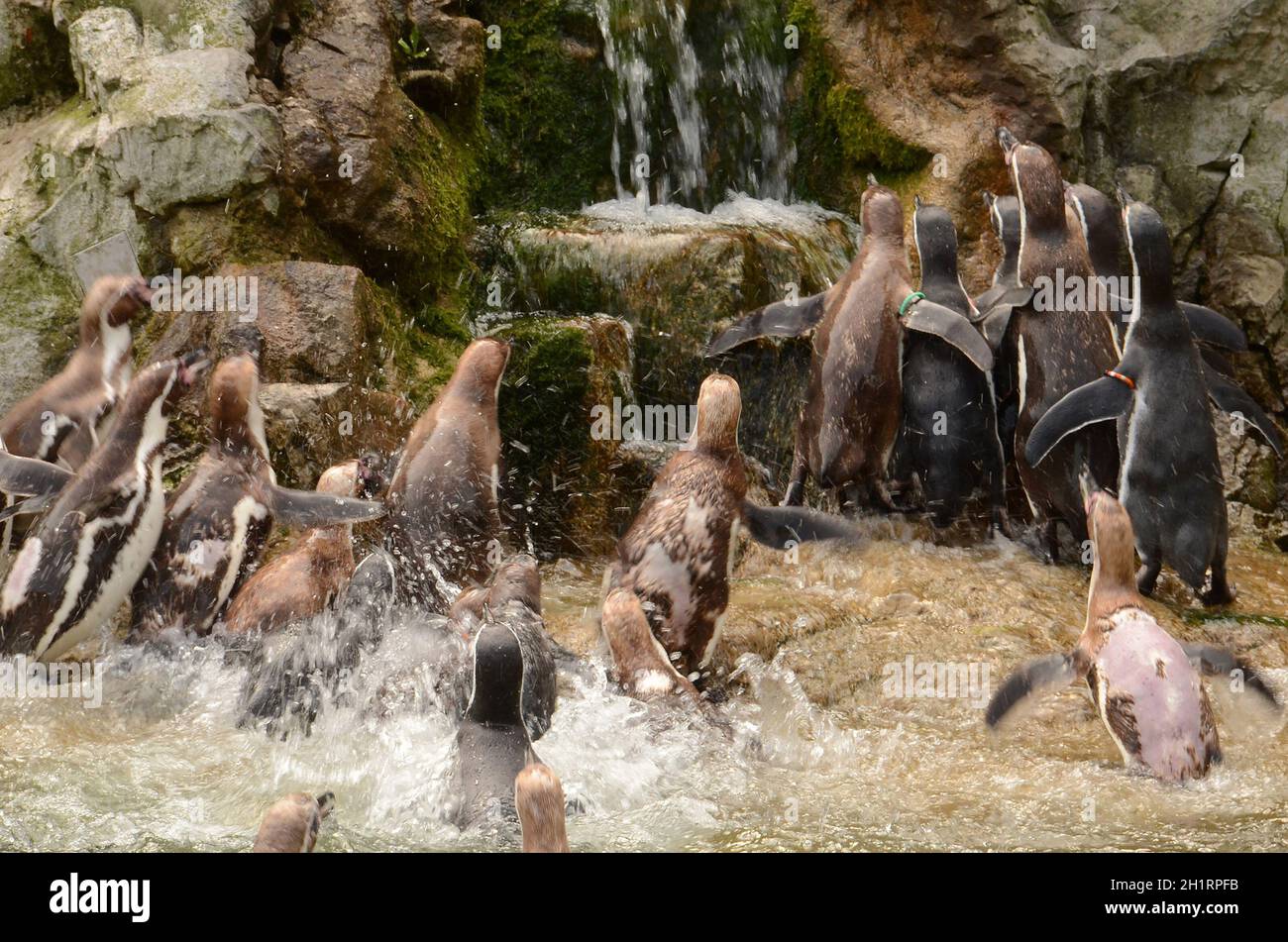 Der Tiergarten Schönbrunn, in Wien, Österreich, Europa - der Tiergarten Schönbrunn, in Wien, Österreich, Europa Stockfoto