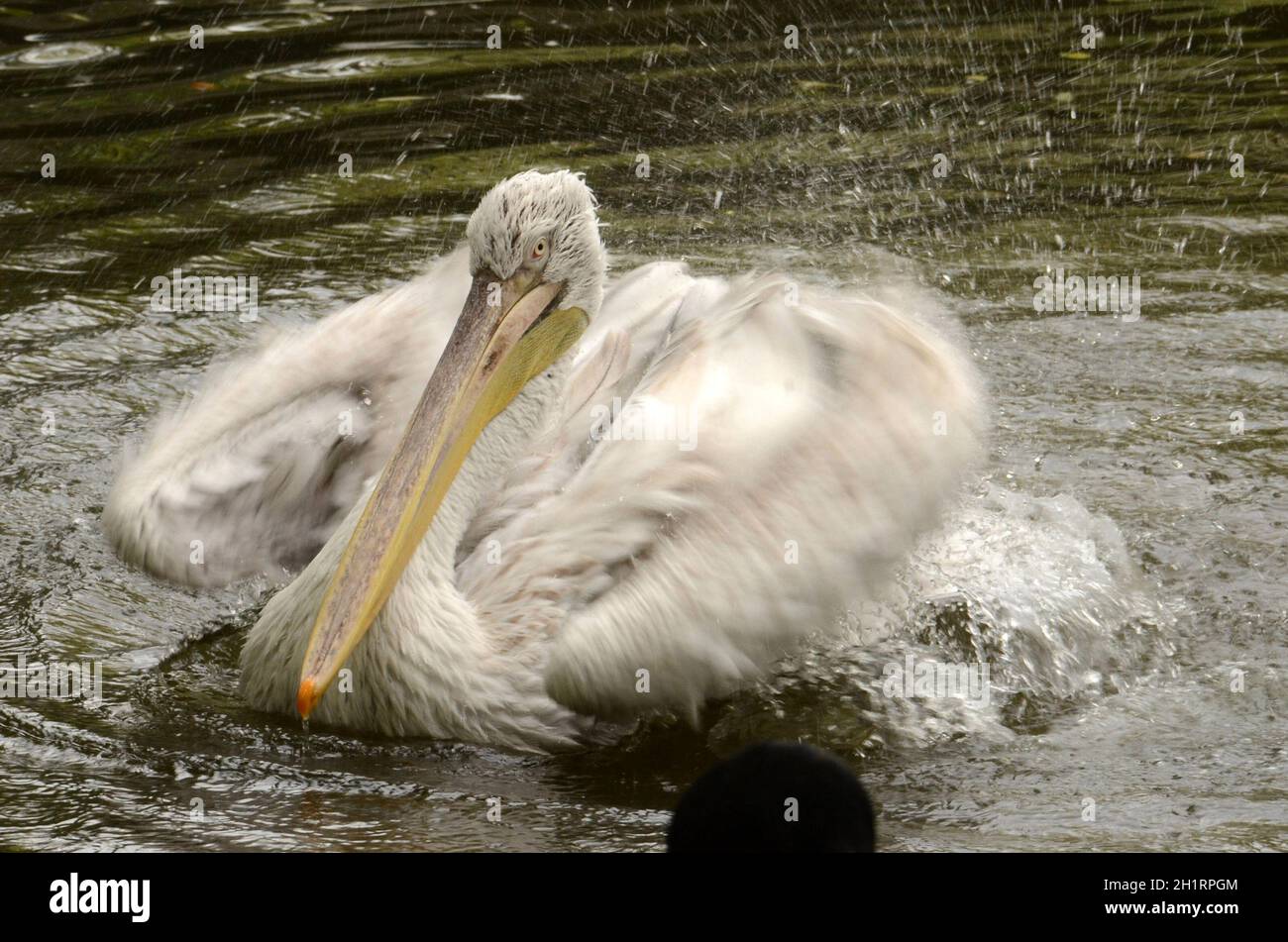 Der Tiergarten Schönbrunn, in Wien, Österreich, Europa - der Tiergarten Schönbrunn, in Wien, Österreich, Europa Stockfoto