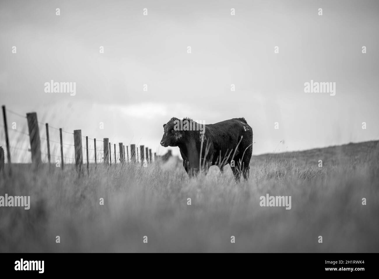 In Australien grasen Kühe und Bullen auf dem Gestüt, zu den Rassen gehören gesprenkelte Park, murray Grey, angus und brangus. Stockfoto