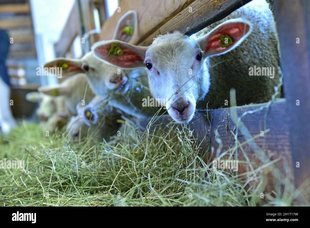 Schafe in einem Stall eines Bauernhauses beim Fressen, Obersterreich,  sterreich, Europa - Schafe in einer Scheune eines Bauernhauses beim Essen,  Upper-B Stockfotografie - Alamy