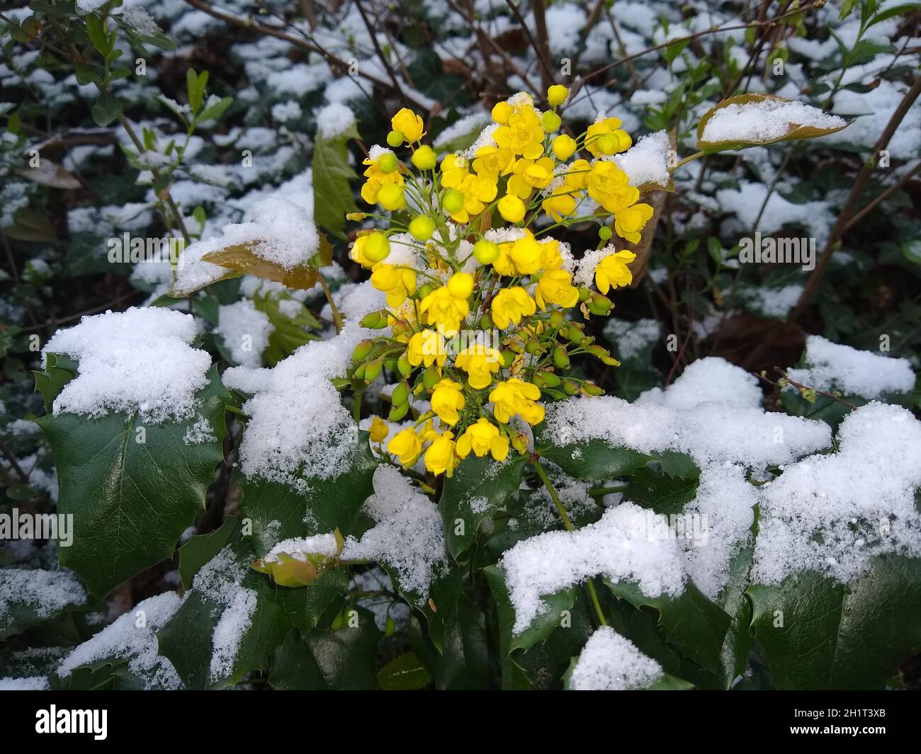 Eine dünne Neuschneedecke ziert diese Frühlingsblumen in Freiburg im Breisgau nach dem Comeback des Winters in der Nacht zum Mittwoch. Selbst in Freib Stockfoto