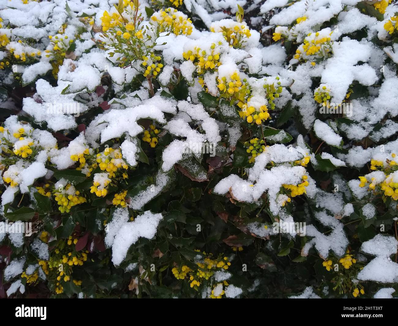 Eine dünne Neuschneedecke ziert diese Frühlingsblumen in Freiburg im Breisgau nach dem Comeback des Winters in der Nacht zum Mittwoch. Selbst in Freib Stockfoto