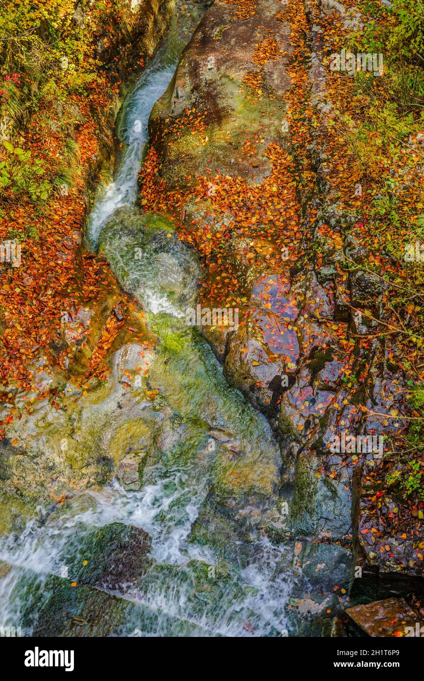 Rhododendron Falls (Präfektur Gunma 40.000). Aufnahmeort: Gunma Prefecture Stockfoto