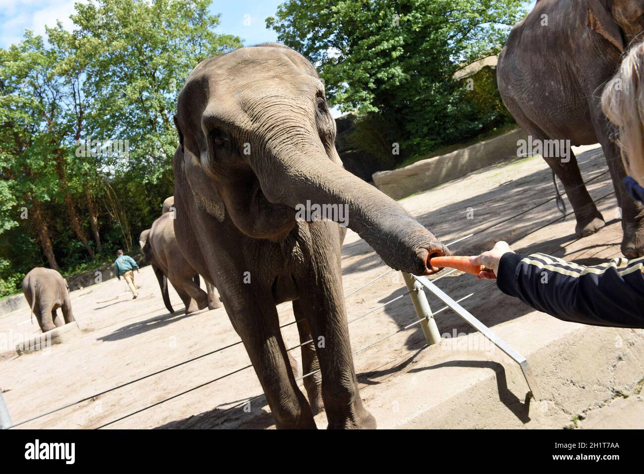 Elefanten im Tierpark Hagenbeck in Hamburg, Deutschland, Europa - Elefanten in Hamburg, Deutschland, europa Stockfoto