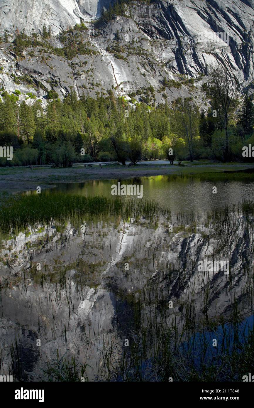 West-Nordwand des Half Dome, spiegelt sich in Mirror Lake, Yosemite-Nationalpark, Kalifornien, USA Stockfoto