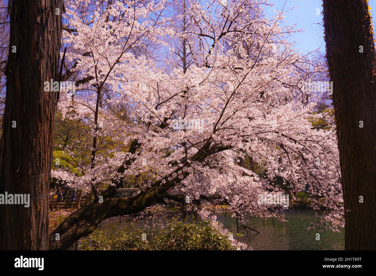 Kirschbaum in voller Blüte des Inokashira Park. Aufnahmeort: Metropolregion Tokio Stockfoto