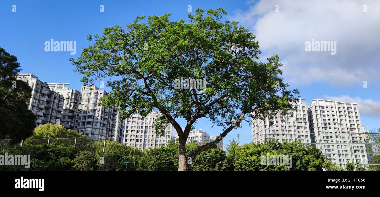 Der grüne Baum auf einer Wiese, mit klarem blauen Himmel im Hintergrund, Panorama-Format Stockfoto