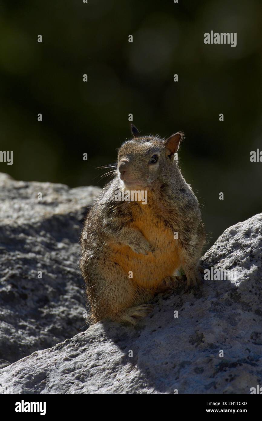 California Grundeichhörnchen (Otospermophilus Beecheyi), durch den Nebel Trail, Yosemite-Nationalpark, Kalifornien, USA Stockfoto