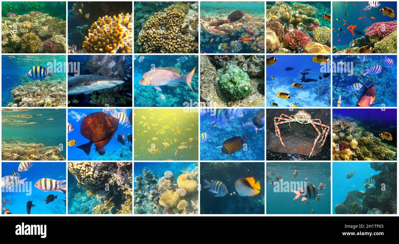 Unterwasserwelt. Korallenriff und Fische im Roten Meer bei Ägypten. Collage Stockfoto