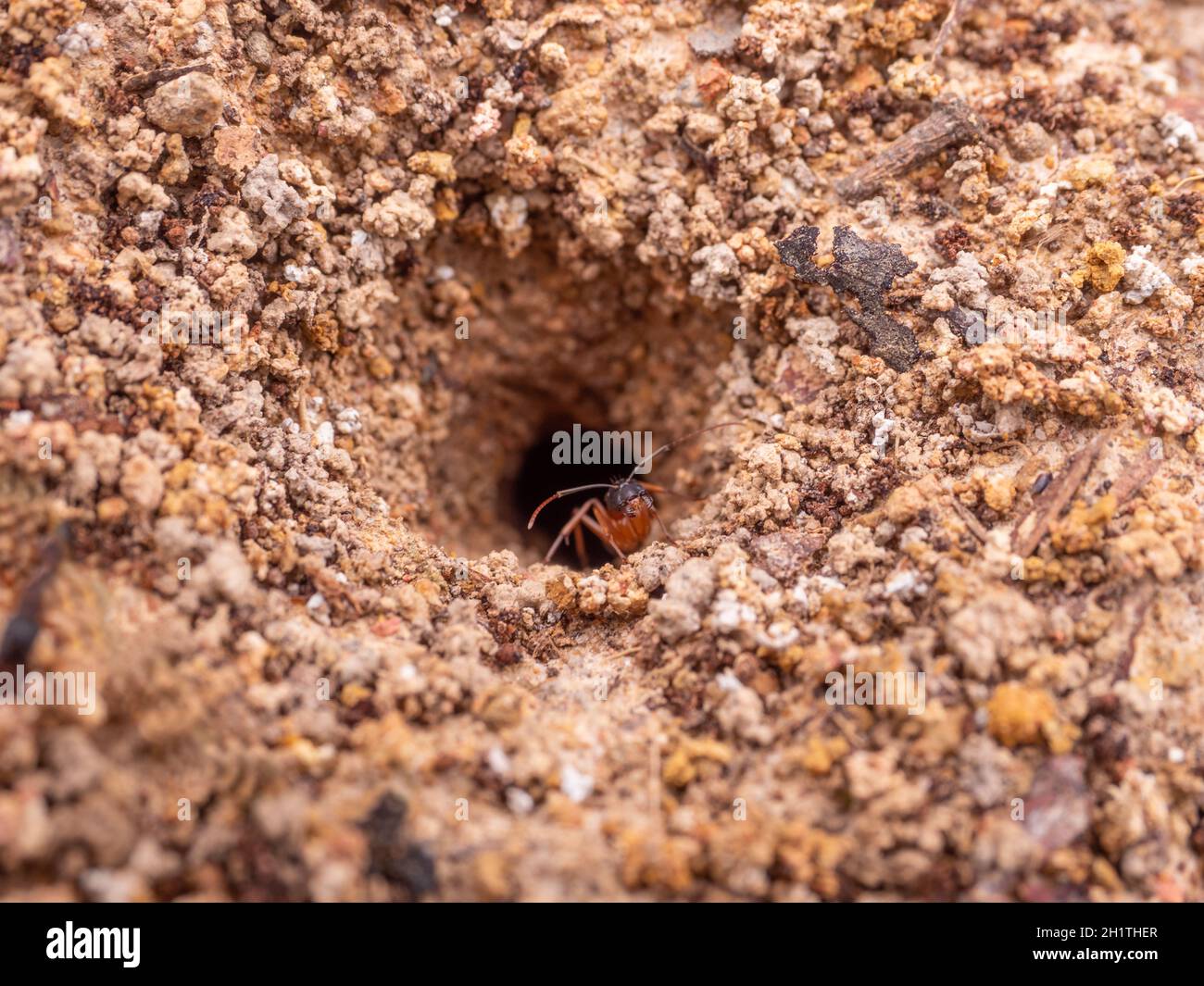 Eine Bullen-Ameise, die das Nest bewacht Stockfoto
