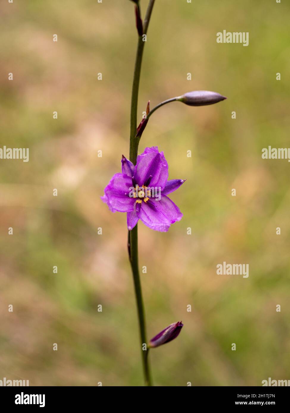 Schokoladen-Lilie-Blumen. Ein australischer Eingeborener mit schokoladenduftenden Blumen und essbaren Knollen. Stockfoto