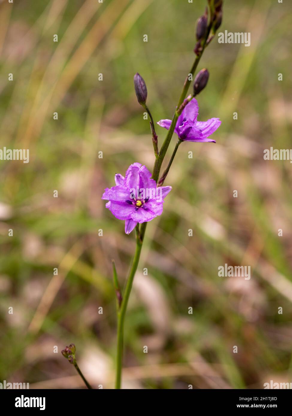 Schokoladen-Lilie-Blumen. Ein australischer Eingeborener mit schokoladenduftenden Blumen und essbaren Knollen. Stockfoto