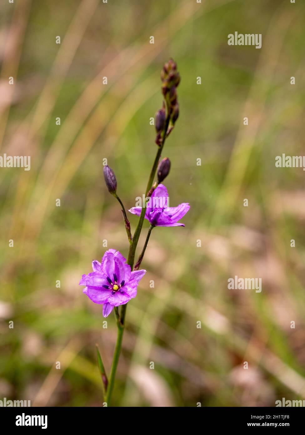 Schokoladen-Lilie-Blumen. Ein australischer Eingeborener mit schokoladenduftenden Blumen und essbaren Knollen. Stockfoto
