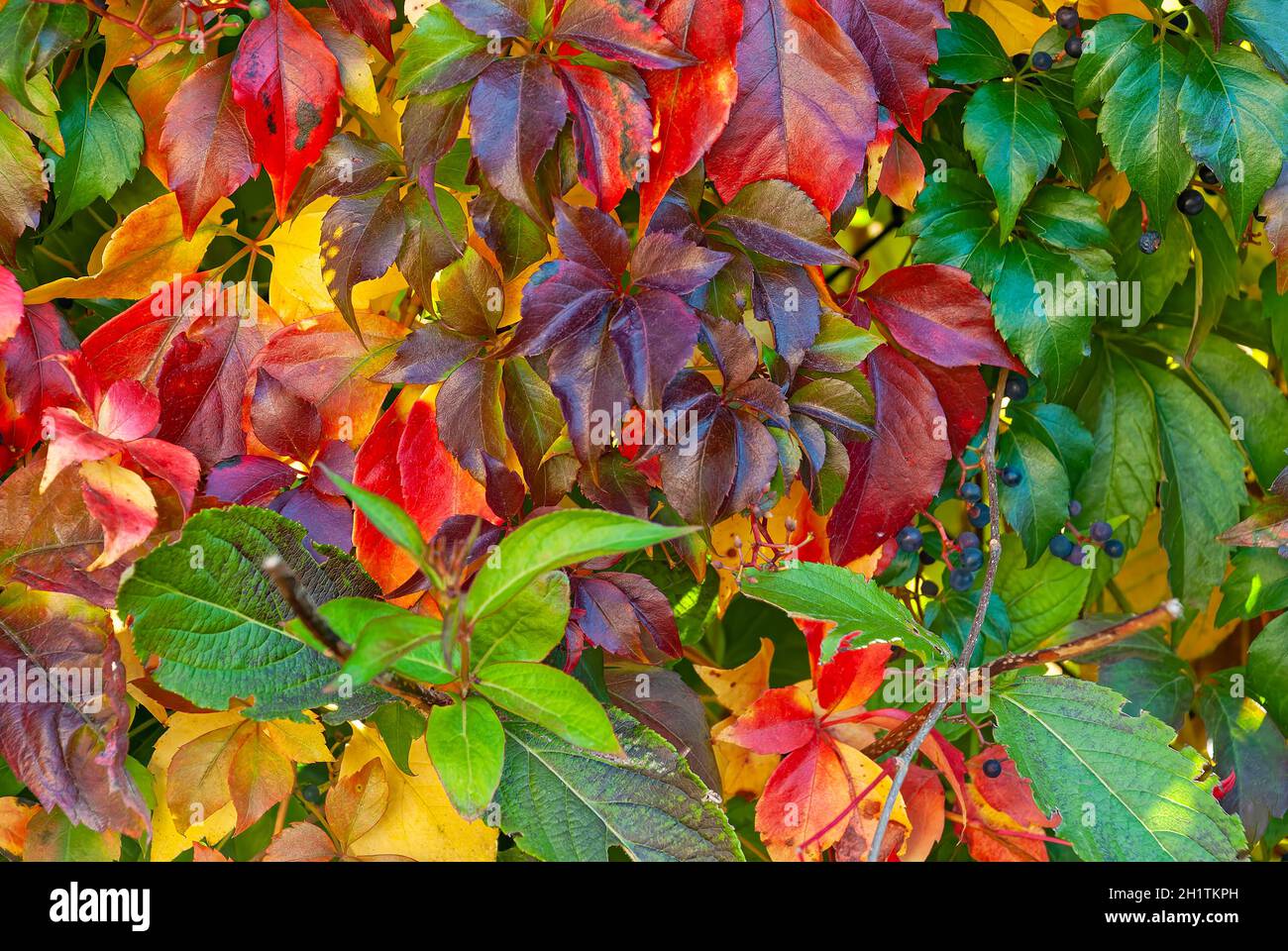 Herbstgarten - die Struktur der blättrigen farbigen Wand Stockfoto