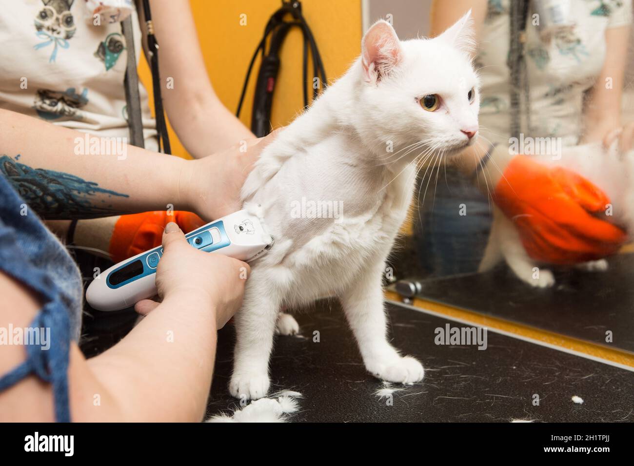 Katzenpflege im Tierpflegesalon. Die Frau verwendet den Trimmer zum Trimmen von Fell Stockfoto