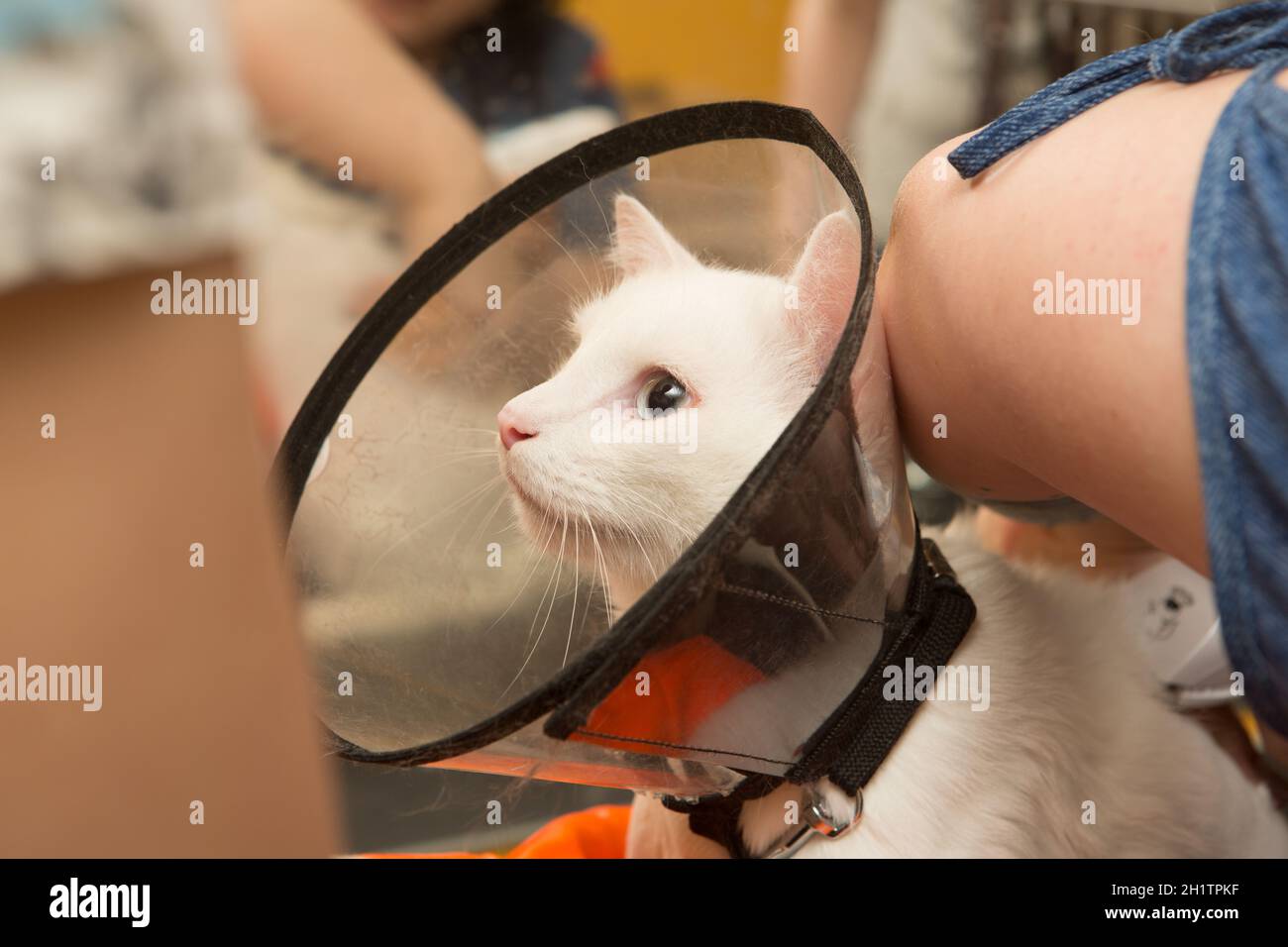 Schöne Katze in einem Schönheitssalon. Tiere pflegen, eine Badekatze waschen, Haare kämmen, Föhnen. Pflege Master Katze Pflege Stockfoto