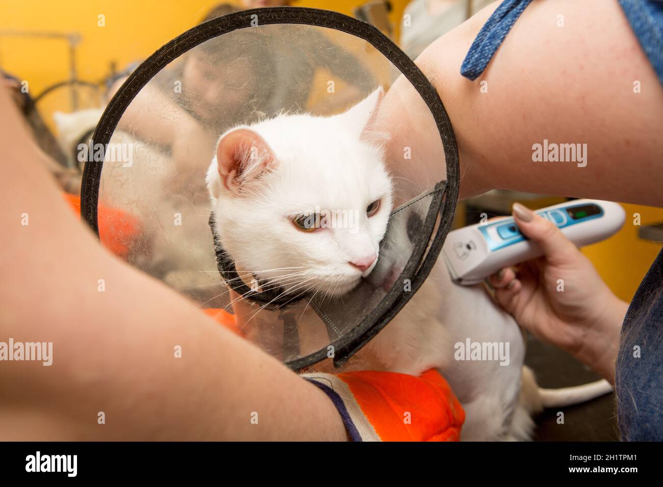 Katzenpflege im Tierpflegesalon. Die Frau verwendet den Trimmer zum Trimmen von Fell Stockfoto