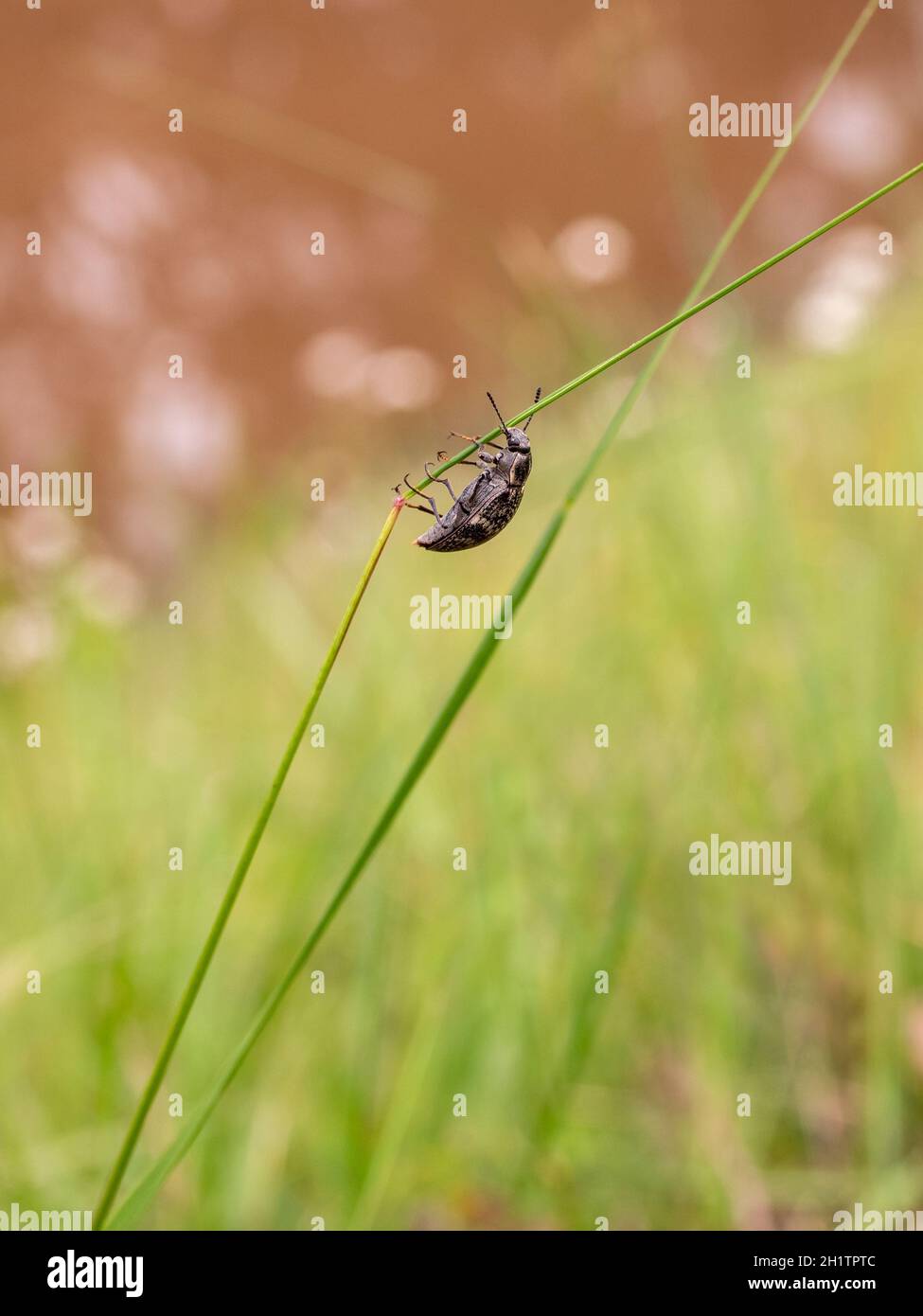 Ein Weevil auf einem Grasstamm in Victoria, Australien Stockfoto