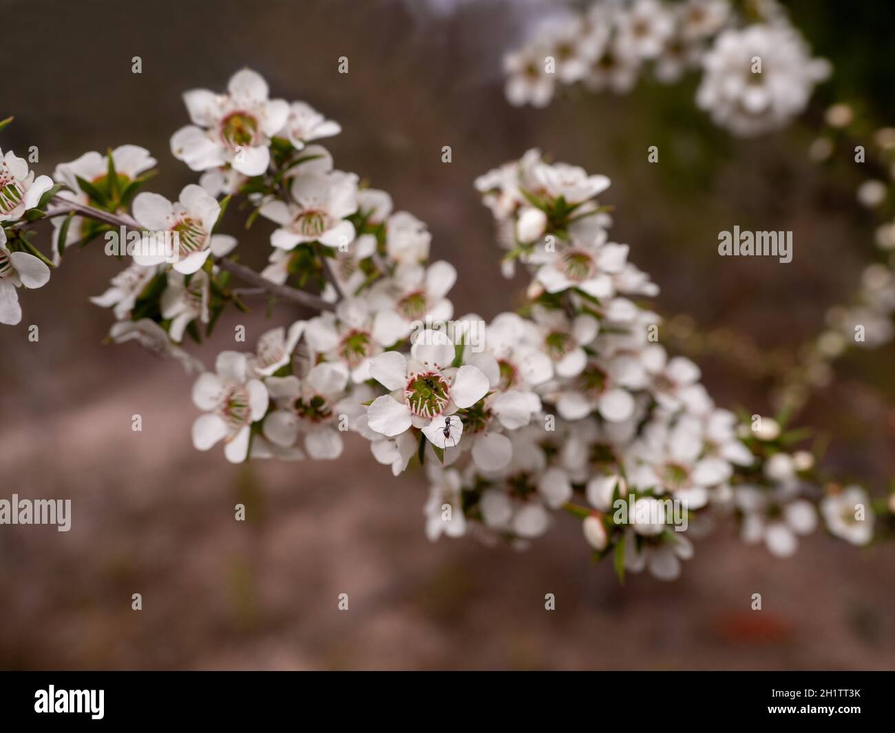 Weiße Gewöhnliche Teebaum-Blumen Stockfoto