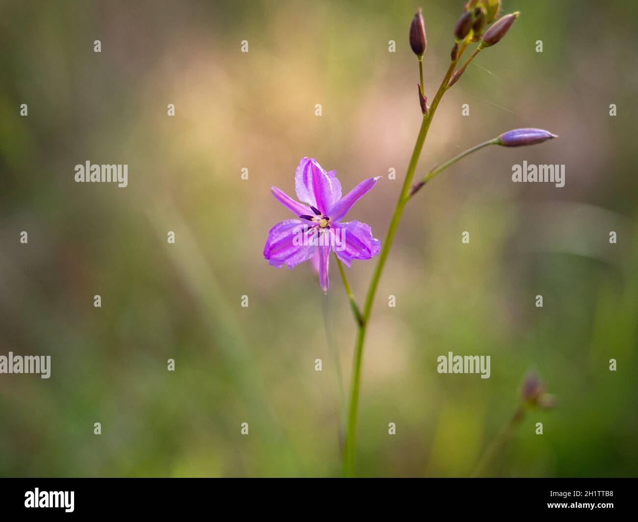 Schokoladen-Lilie-Blumen. Ein australischer Eingeborener mit schokoladenduftenden Blumen und essbaren Knollen. Stockfoto