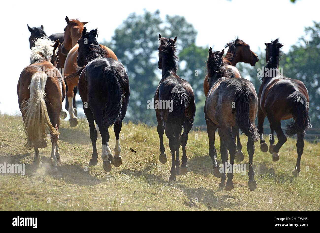 Laufende Pferde in Rüstorf, Österreich, Europa - Laufpferde in Rustorf, Österreich, Europa Stockfoto