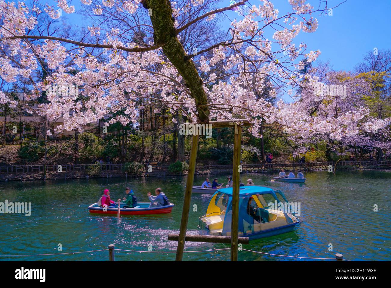 Kirschbaum in voller Blüte des Inokashira Park. Aufnahmeort: Metropolregion Tokio Stockfoto