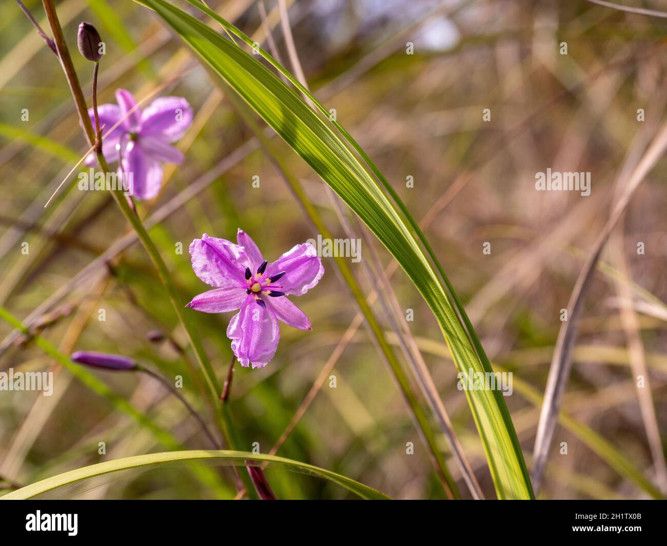 Schokoladen-Lilie-Blumen. Ein australischer Eingeborener mit schokoladenduftenden Blumen und essbaren Knollen. Stockfoto